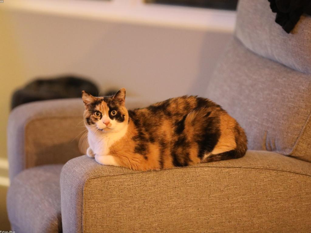 គន្លឹះសម្រាប់អ្នកថ្មីក្នុងការលេងហ្គេម